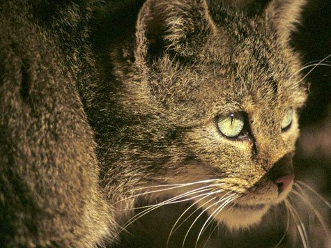 Arme Katzen in Kirchasch: Werden noch weitere Tiere Opfer des Katzenhassers?