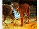 koenigstiger