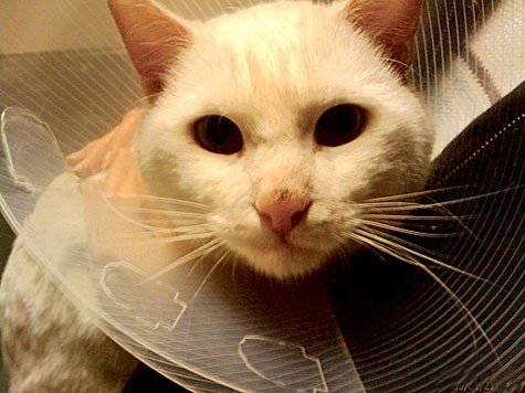 Armer Xaver: Ein Tierquäler steckte den Kater in einen heißen Ofen. Armer Xaver: Ein Tierquäler steckte den Kater in einen heißen Ofen.