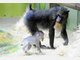 Baby-Mandrills im Tierpark Hellabrunn: Nachwuchs bei den Affen