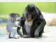 Baby-Mandrills im Tierpark Hellabrunn: Nachwuchs bei den Affen