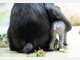 Baby-Mandrills im Tierpark Hellabrunn: Nachwuchs bei den Affen