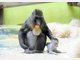 Baby-Mandrills im Tierpark Hellabrunn: Nachwuchs bei den Affen