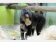 Baby-Mandrills im Tierpark Hellabrunn: Nachwuchs bei den Affen