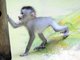 Baby-Mandrills im Tierpark Hellabrunn: Nachwuchs bei den Affen