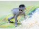 Baby-Mandrills im Tierpark Hellabrunn: Nachwuchs bei den Affen