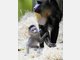 Baby-Mandrills im Tierpark Hellabrunn: Nachwuchs bei den Affen