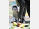 Baby-Mandrills im Tierpark Hellabrunn: Nachwuchs bei den Affen