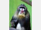Baby-Mandrills im Tierpark Hellabrunn: Nachwuchs bei den Affen