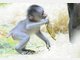 Baby-Mandrills im Tierpark Hellabrunn: Nachwuchs bei den Affen