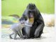 Baby-Mandrills im Tierpark Hellabrunn: Nachwuchs bei den Affen