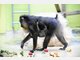 Baby-Mandrills im Tierpark Hellabrunn: Nachwuchs bei den Affen