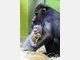 Baby-Mandrills im Tierpark Hellabrunn: Nachwuchs bei den Affen