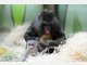 Baby-Mandrills im Tierpark Hellabrunn: Nachwuchs bei den Affen