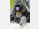 Baby-Mandrills im Tierpark Hellabrunn: Nachwuchs bei den Affen