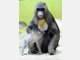 Baby-Mandrills im Tierpark Hellabrunn: Nachwuchs bei den Affen
