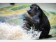 Baby-Mandrills im Tierpark Hellabrunn: Nachwuchs bei den Affen