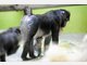 Baby-Mandrills im Tierpark Hellabrunn: Nachwuchs bei den Affen