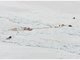 Blutspur im Schnee: 280000 Robbenbabys sind in Kanada zum T&ouml;ten freigegeben