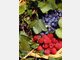 Beeren sind die reinsten Vitamin-C-Bomben. Und auch sonst haben sie so einiges f&uuml;r die Gesundheit zu bieten: Sie enthalten u.a. Fols&auml;ure, Biotin, Eisen und Magnesium. Erdbeeren helfen bei Kopfschmerzen, Johannisbeeren beugen Cellulite vor und Heidelbeeren st&auml;rken die Darmflora