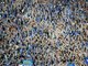 schalke_fans