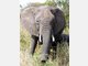 Elefant