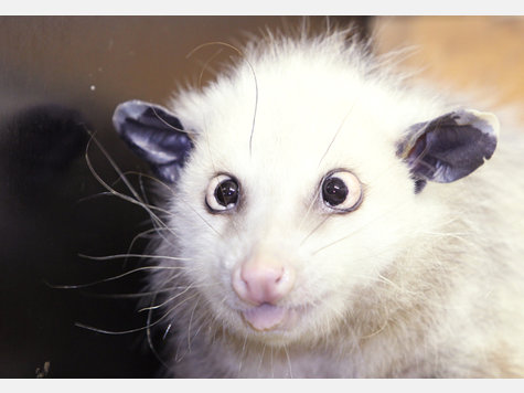 Opossum