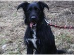 Tiere ohne Zuhause - Wer hat ein neues Plätzchen für sie?