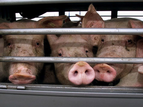Bei einem Lawinenexperiment sollen 29 Schweine unter einer Lawine begraben werden.