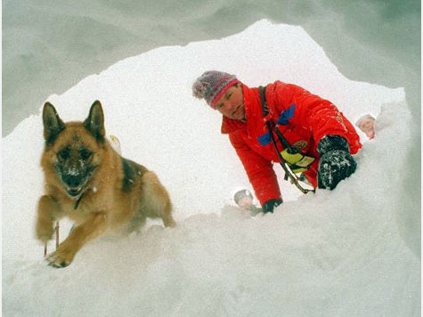 Lawine Hund Bergung Lawine Hund Bergung