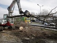München/Bogenhausen: Für Tram St. Emmeram müssen Bäume fallen
