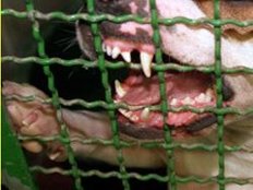 Kampfhund dreht nach Beruhigungsmittel durch
