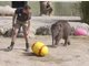 Elefanten-Baby Jamuna Toni sucht im Tierpark Hellabrunn die ersten Ostereier