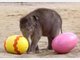 Elefanten-Baby Jamuna Toni sucht im Tierpark Hellabrunn die ersten Ostereier