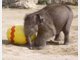 Elefanten-Baby Jamuna Toni sucht im Tierpark Hellabrunn die ersten Ostereier