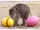 Elefanten-Baby Jamuna Toni sucht im Tierpark Hellabrunn die ersten Ostereier