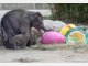 Elefanten-Baby Jamuna Toni sucht im Tierpark Hellabrunn die ersten Ostereier