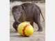 Elefanten-Baby Jamuna Toni sucht im Tierpark Hellabrunn die ersten Ostereier