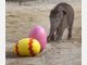 Elefanten-Baby Jamuna Toni sucht im Tierpark Hellabrunn die ersten Ostereier