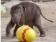 Elefanten-Baby Jamuna Toni sucht im Tierpark Hellabrunn die ersten Ostereier