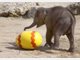 Elefanten-Baby Jamuna Toni sucht im Tierpark Hellabrunn die ersten Ostereier