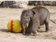 Elefanten-Baby Jamuna Toni sucht im Tierpark Hellabrunn die ersten Ostereier
