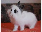 Tiere suchen ein neues Zuhause