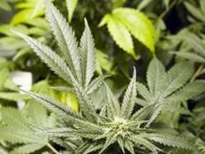 Inkontinenz: Cannabis bessern überaktive Blase
