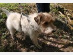 Hunderettung: Terrier Oskar narrt die Feuerwehr
