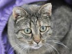 ADAC: Finger weg von streunenden Katzen und Hunden im Urlaub