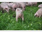 Schweinetransporter kippt um - Tiere sterben