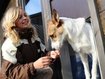 Hundehotels bieten Luxus für Vierbeiner