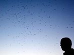 Urlaubsärger Mückenplage ist kein Grund zur Klage