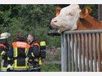 Wiesn-Ochsen vor dem Feuertod gerettet